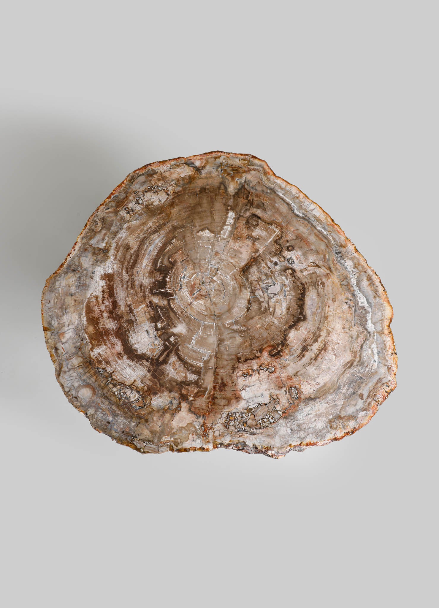 A cross-section of a natural wood tree trunk with visible growth rings and textured bark, featuring shades of brown and beige on a plain light gray background.